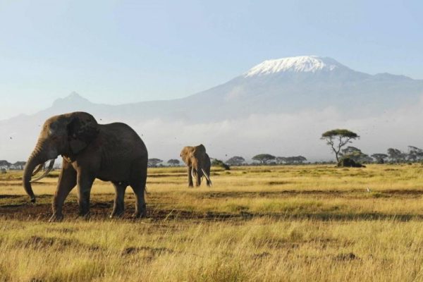 Amboseli Day Trip