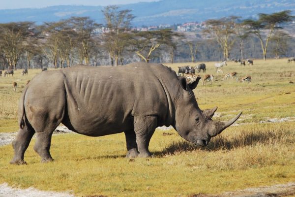 Lake Nakuru National Park Daytrip