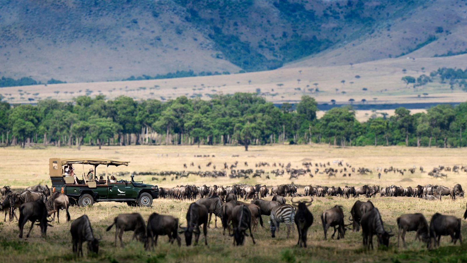 Wildebeest herd on the open Masai Mara plains