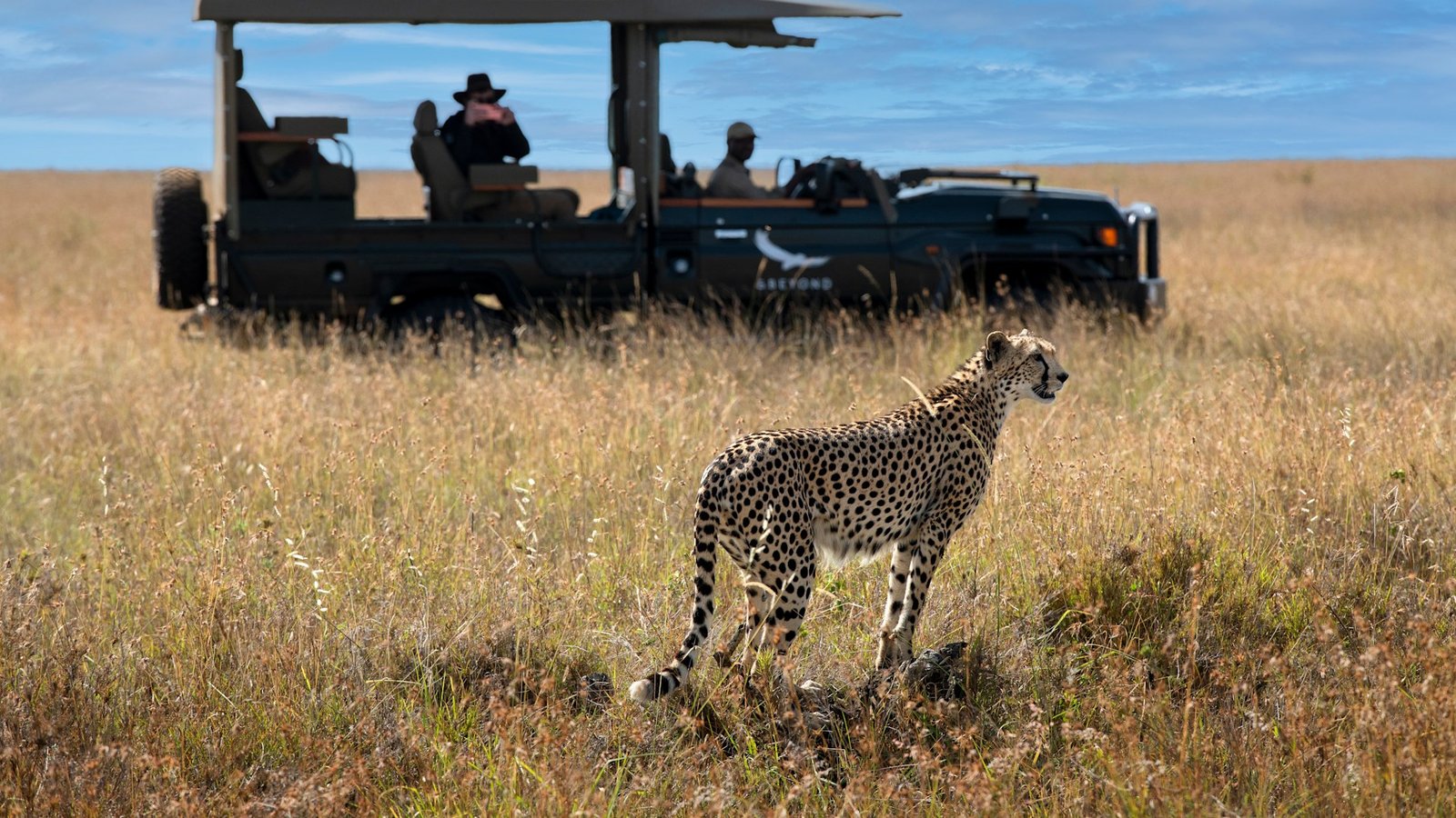 Cheetah sighting on a private game drive in a Kenyan conservancy