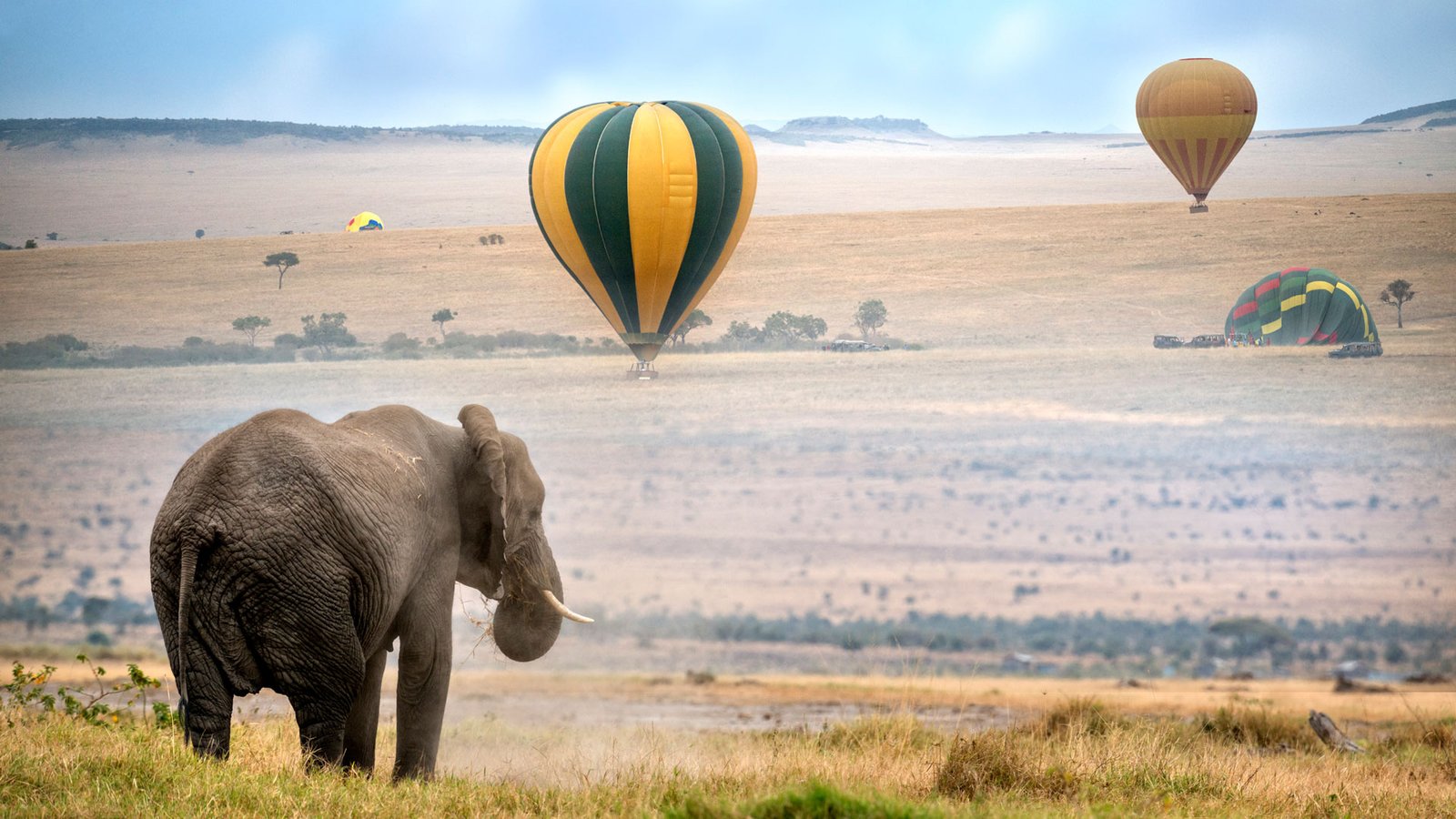 Elephant on the Masai Mara plains with hot-air balloons rising at dawn