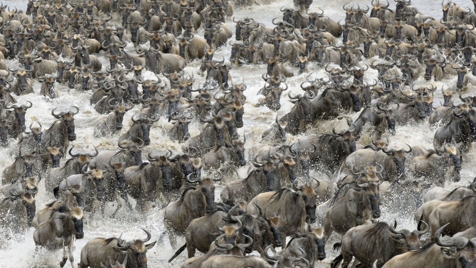 Thousands of wildebeest crossing the river during the Great Migration