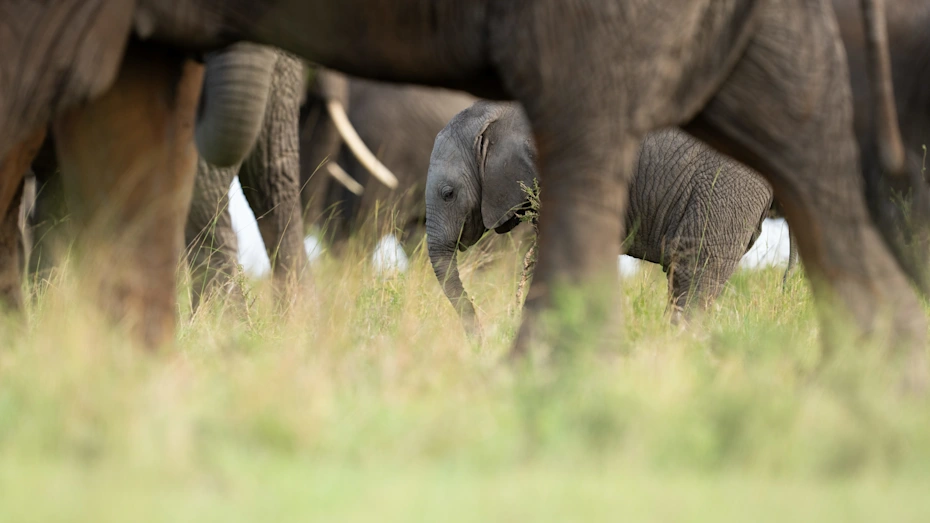 Elephant
